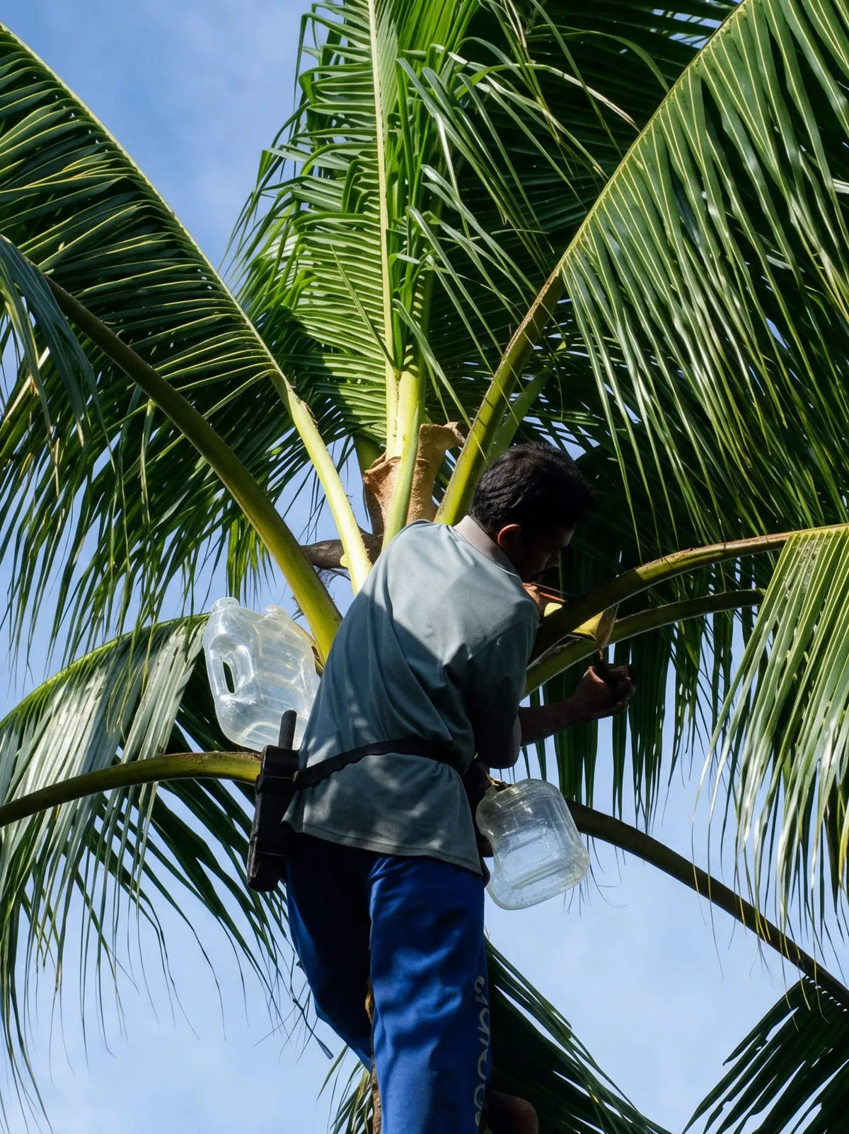 A tapper standing on the trunk of a palm with collecting containers strapped to his belt