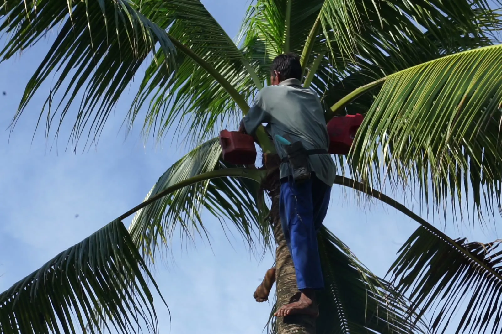 A contracted smallholder high on a coconut palm at his plot