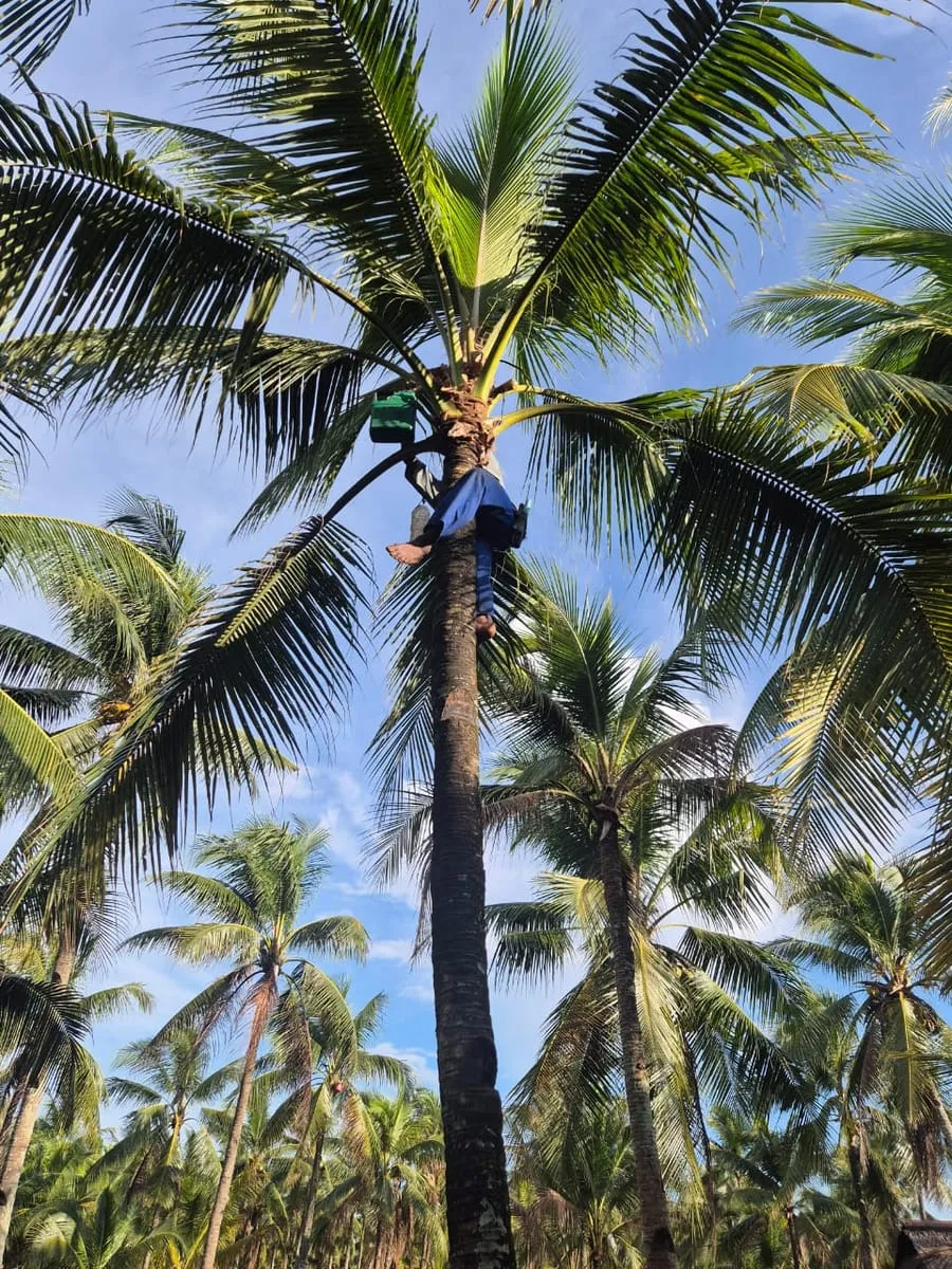 A tapper climbing high in the crown of a coconut palm against a blue sky