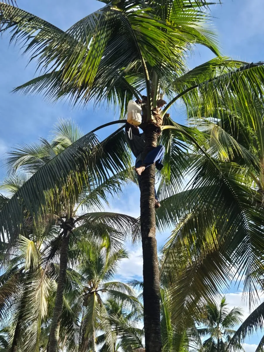 A tapper at work among the fronds at the top of a palm