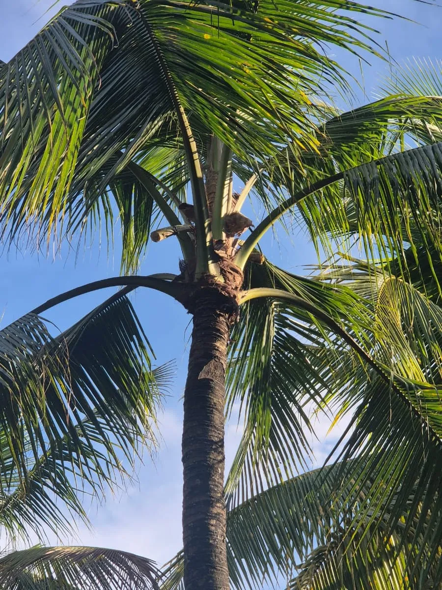 Looking up the trunk of a coconut palm to the tapper at its crown