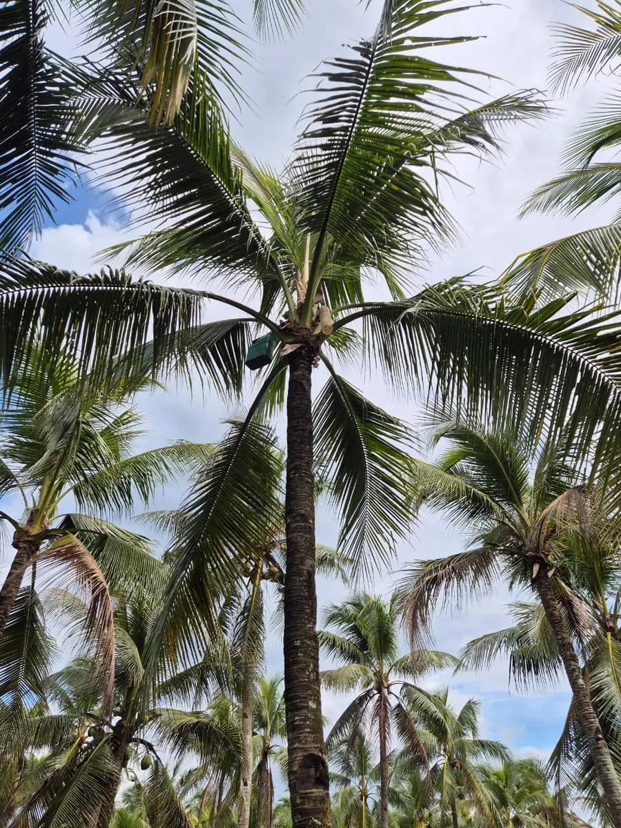 The crown of a coconut palm with a collecting vessel hung among the fronds
