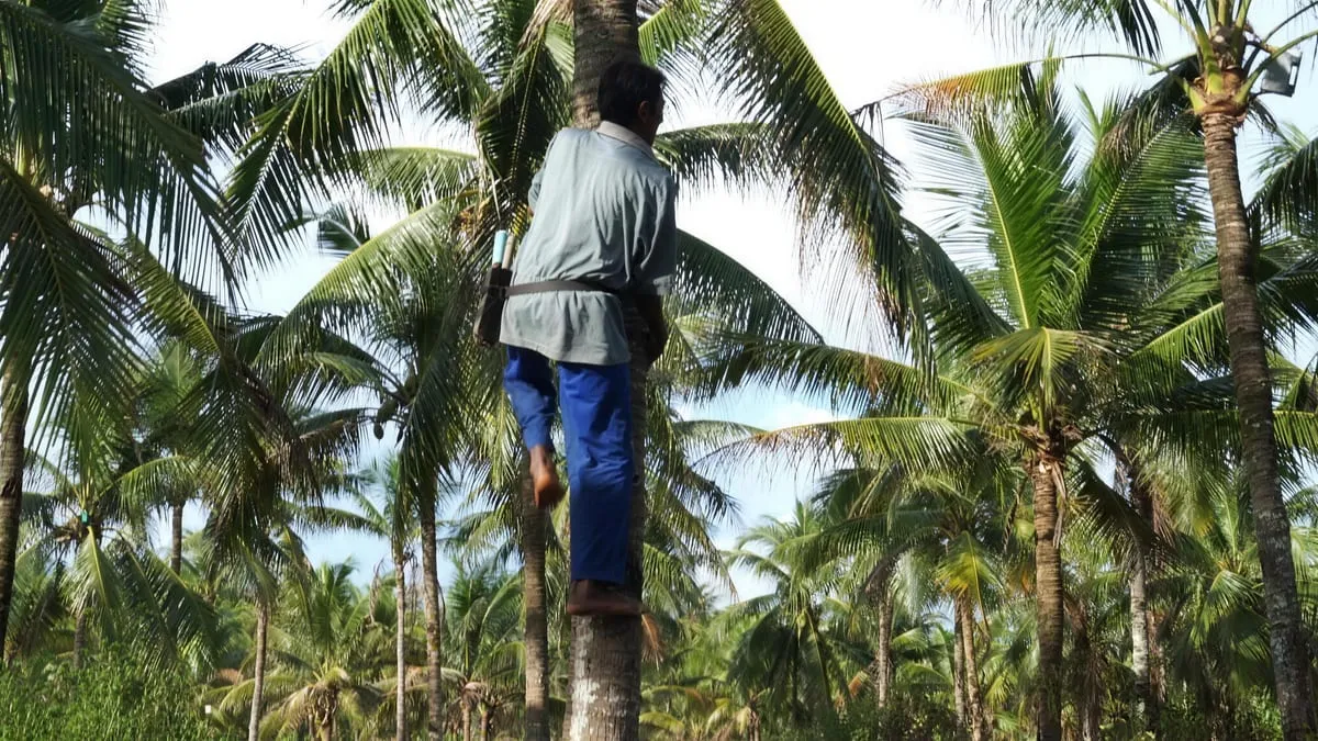 A tapper climbs a coconut palm trunk, high above a plantation of palms.
